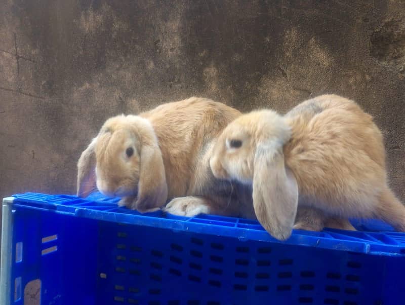 Hotot / Holland Lop / New Zealand White / Angora in Islamabad 4