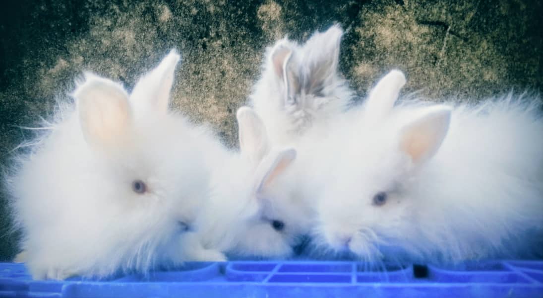 Hotot / Holland Lop / New Zealand White / Angora in Islamabad 5