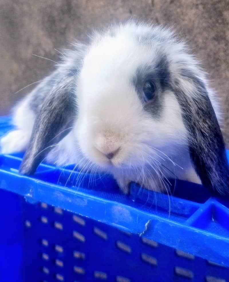 Hotot / Holland Lop / New Zealand White / Angora in Islamabad 6
