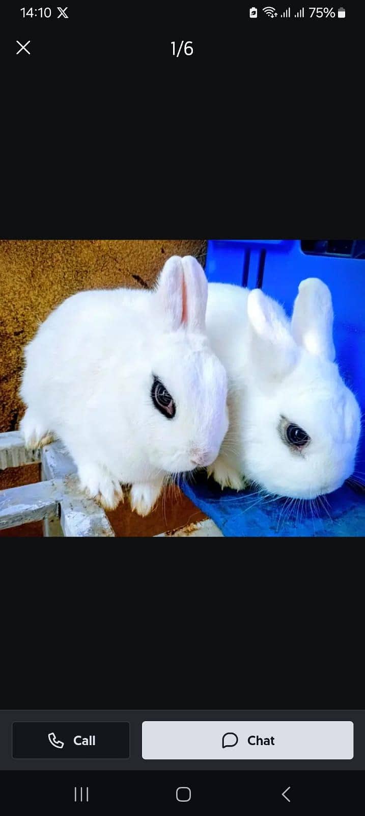 Hotot / Holland Lop / New Zealand White / Angora in Islamabad 7