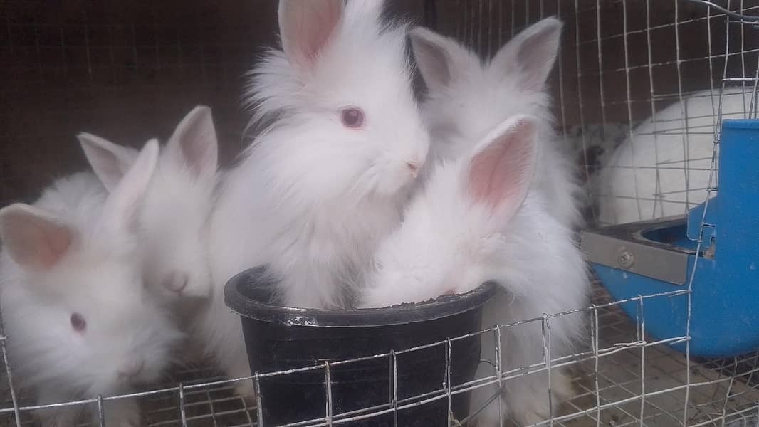 Hotot / Holland Lop / New Zealand White / Angora in Islamabad 8