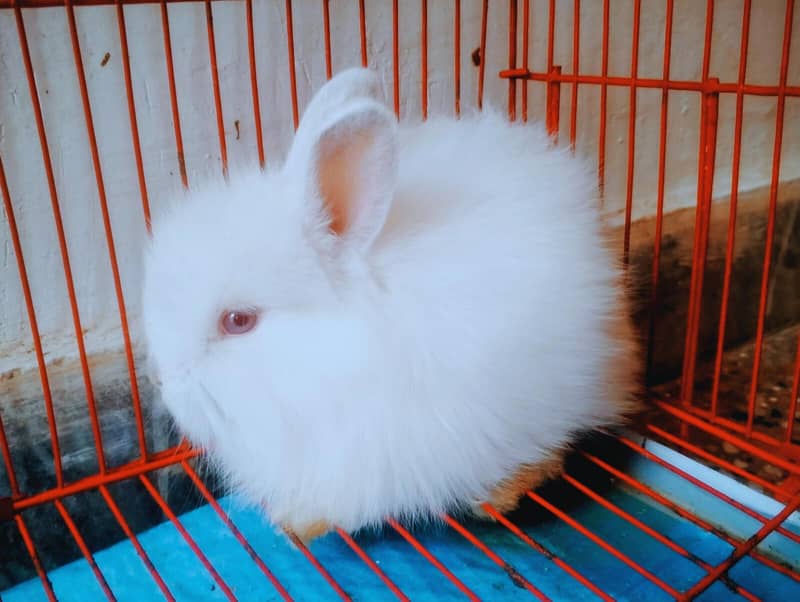 Hotot / Holland Lop / New Zealand White / Angora in Islamabad 9