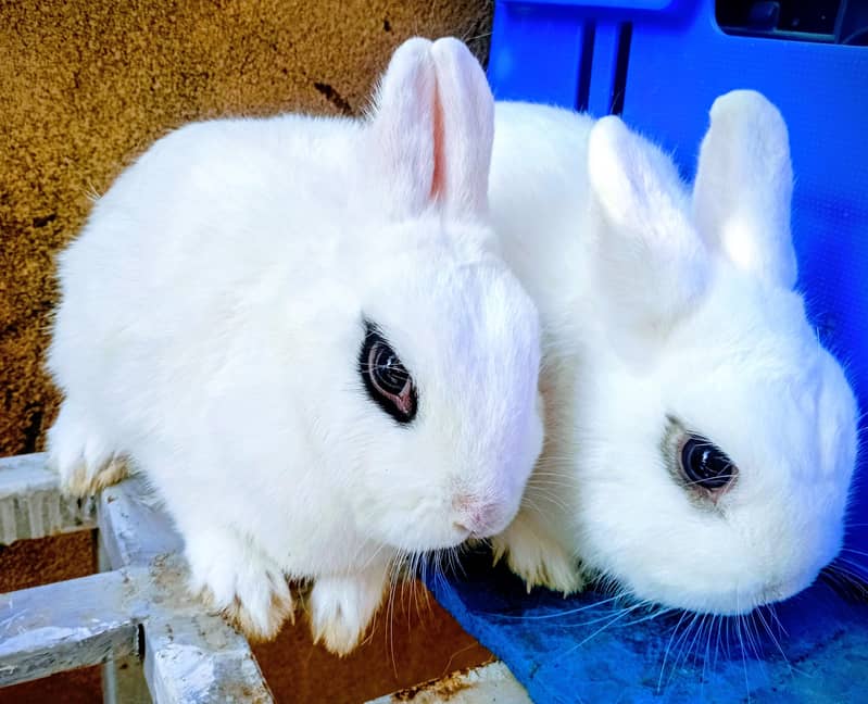 Hotot / Holland Lop / New Zealand White / Angora in Islamabad 10