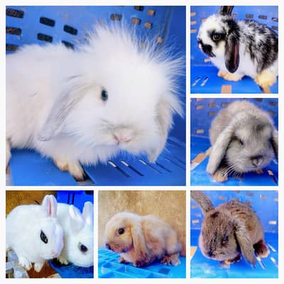 Hotot, Lop, New Zealand White, Angora - Islamabad