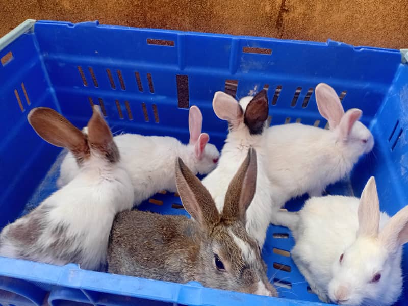 Hotot / Holland Lop / New Zealand White / Angora in Islamabad 12
