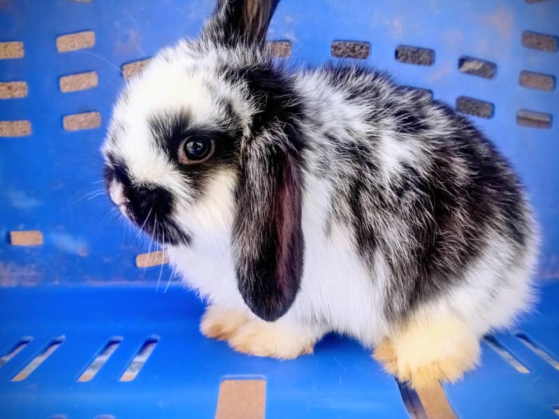 Hotot / Holland Lop / New Zealand White / Angora in Islamabad 13