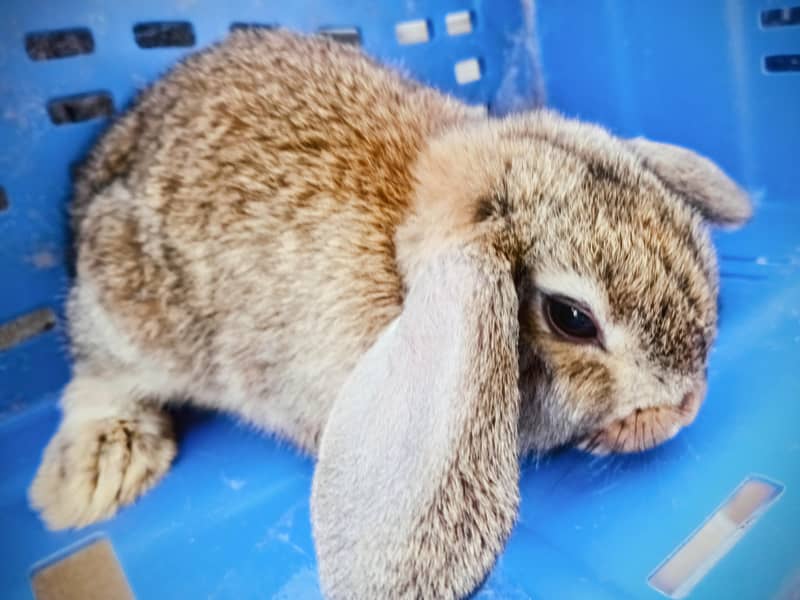 Hotot / Holland Lop / New Zealand White / Angora in Islamabad 14