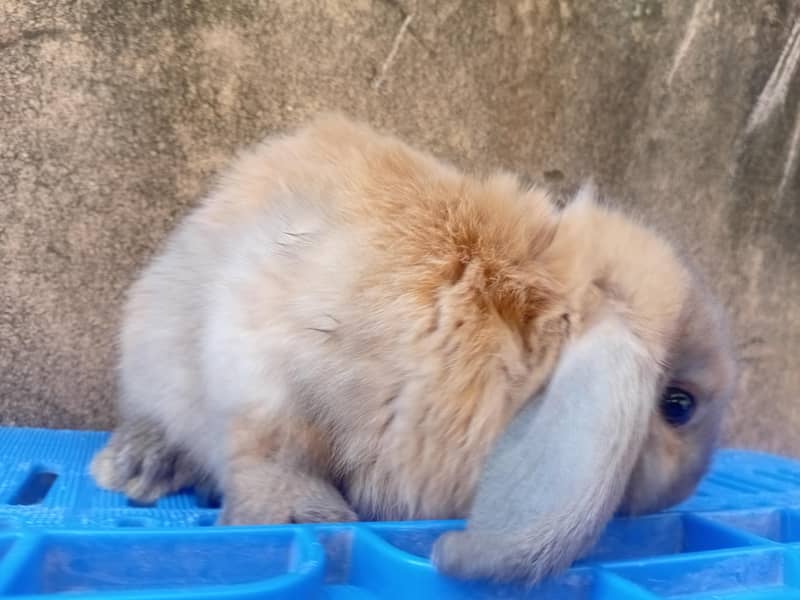 Hotot / Holland Lop / New Zealand White / Angora in Islamabad 16