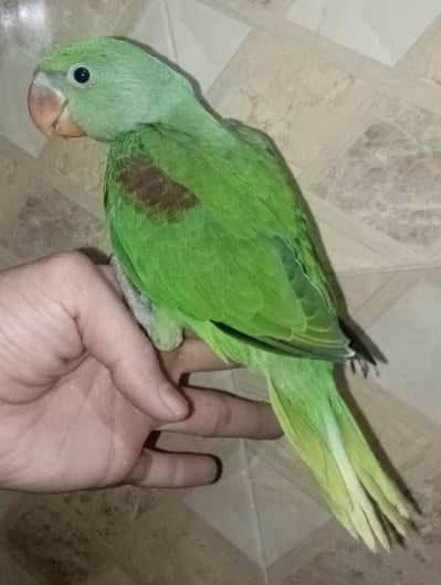 Kashmiri raw parrot Pahari parrot Alaxandrine parrot raw chick raw bab