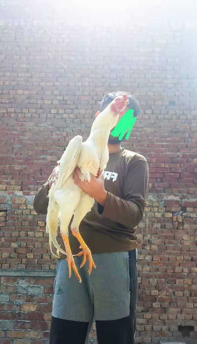 QUALITY O SHAMO EGGS AVAILABLE FOR SALE