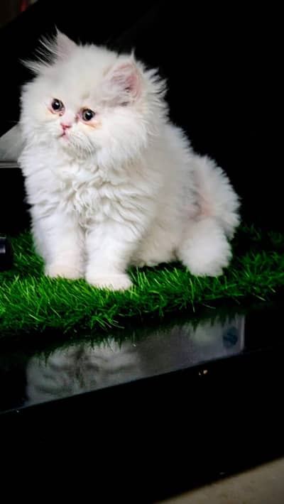 Persian cat