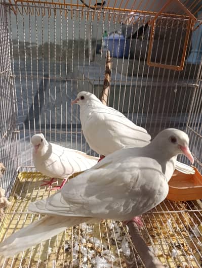 Khumry/خمرے White doves red eye