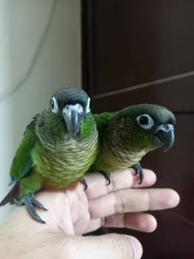 conure /tammed/pair/parrots
