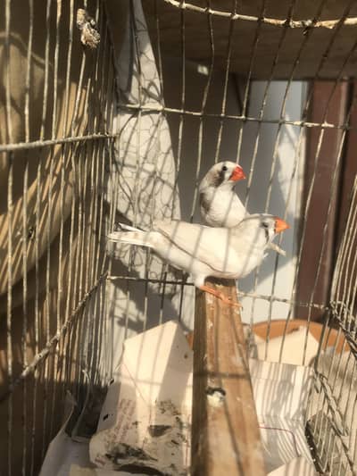 finches for sale