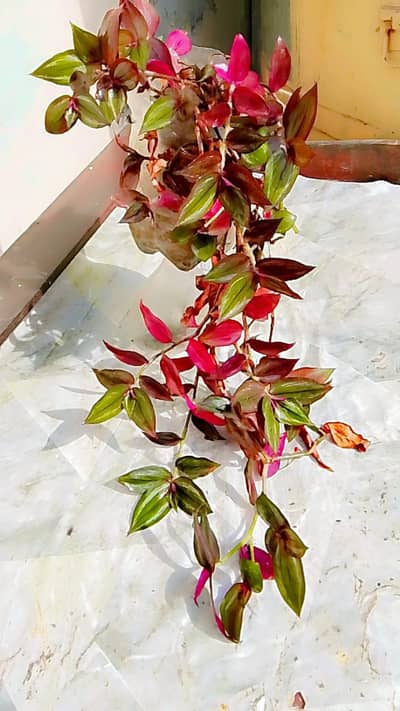 Fresh Indoor Plants – Healthy & Low-Maintenance