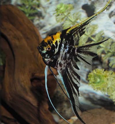 Angel fish pair.