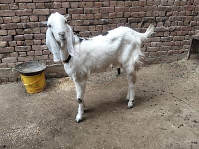 RAJANPURI BAKRA FOR SALE urgent last rah gya ha