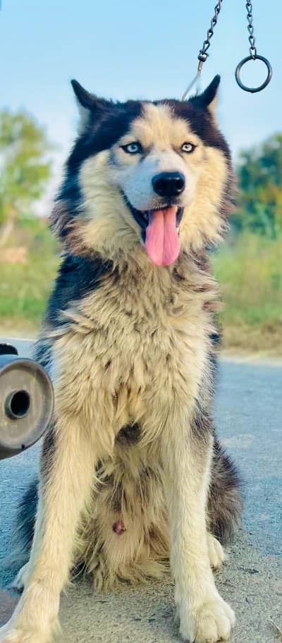 Breeder pair available for sale