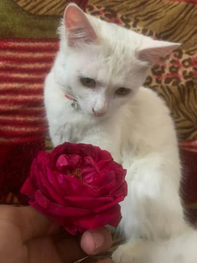 Age 10 months Name lovely little - train prize final 8500