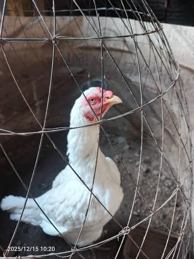 paper white Heera aseel female