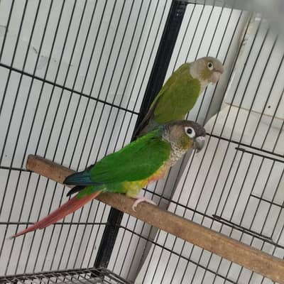 yellow sided X pineapple conure breeder pair