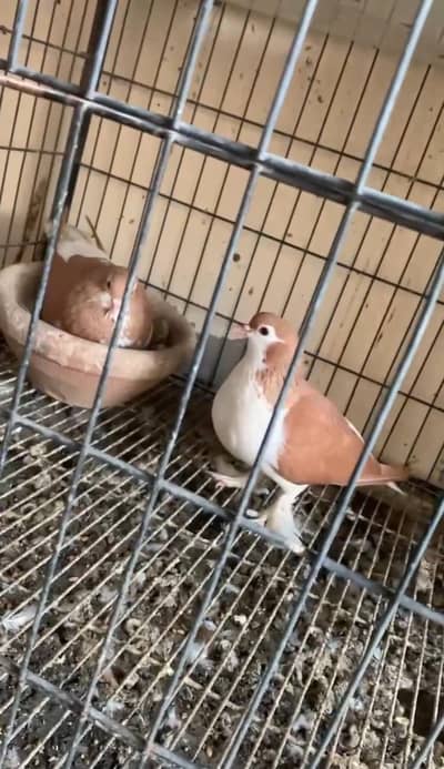 sherazi breeder pair