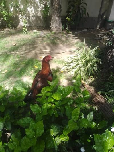 pure mianwali /high quality/Aseel chicks /Aseel Mianwali pair