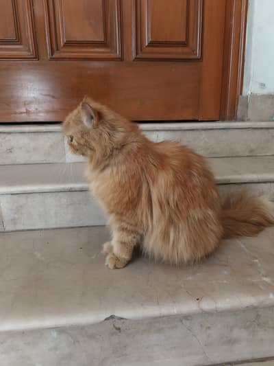  Persian Brown Cat for Sale!!!
