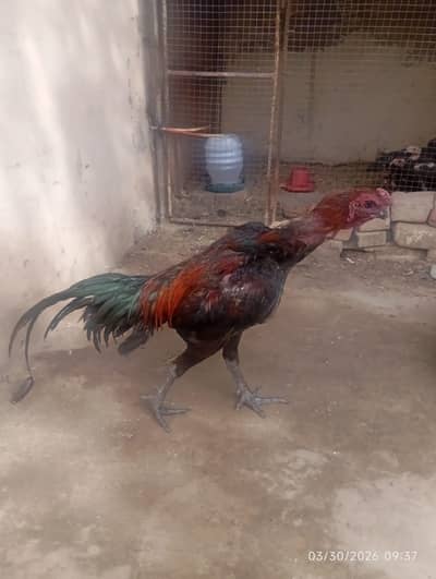 Thai Aseel, Dragon Aseel chicks