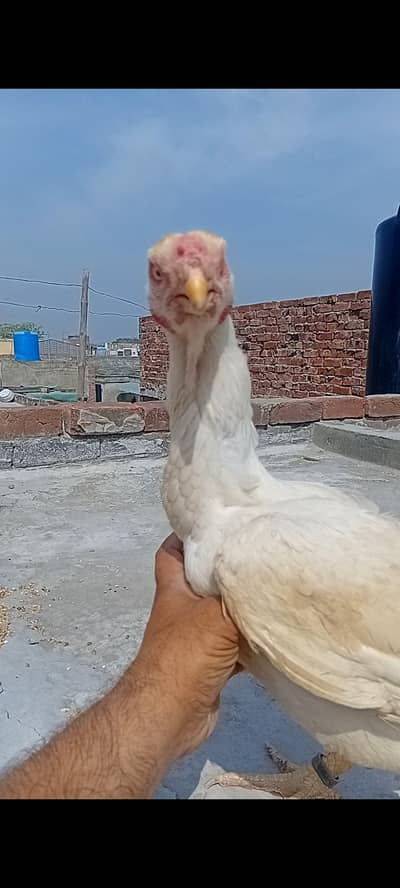 parrot beak long tail aseel female top qulity