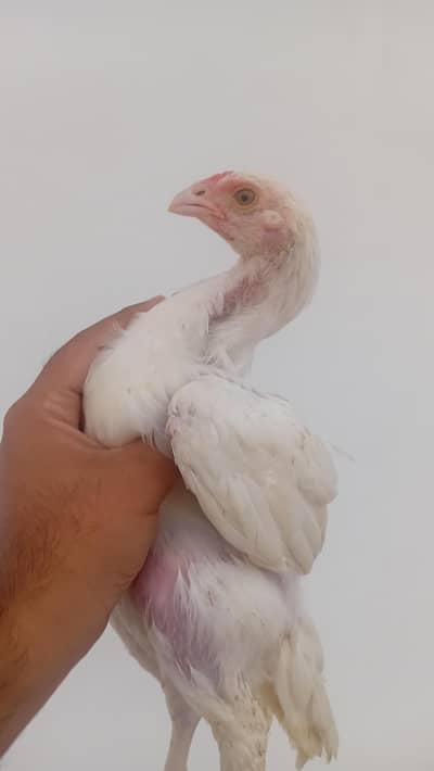 Shamo Cross Chicks Pair | Aseel Shamo | Healthy Shamo | Shamo Pair