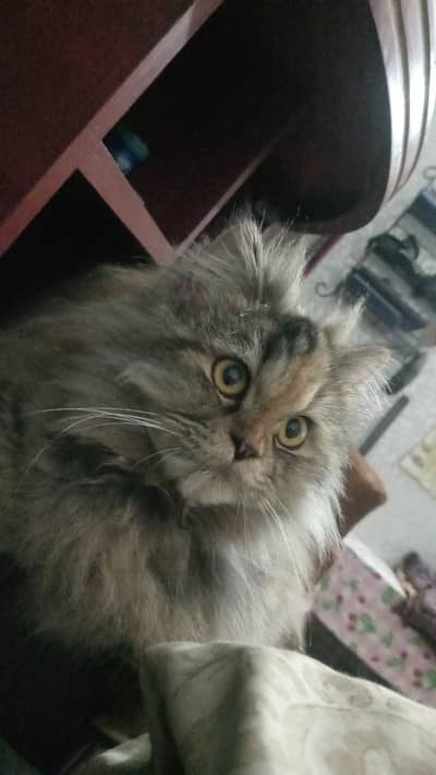 fully trained Doll face cat for sale