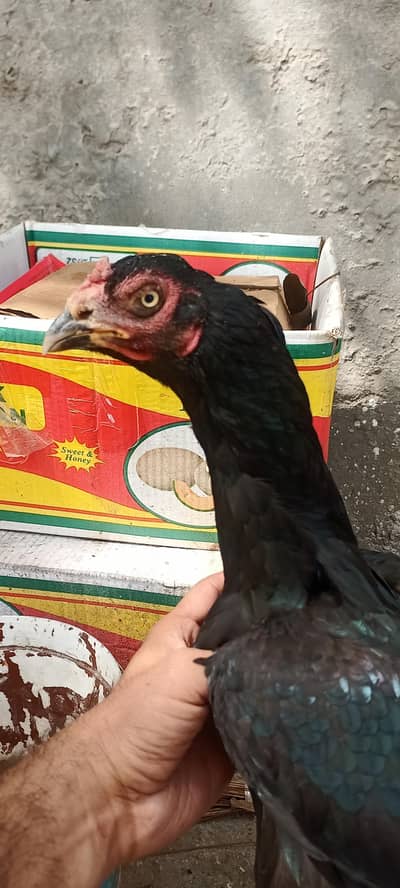 mushki madi for sale & patha