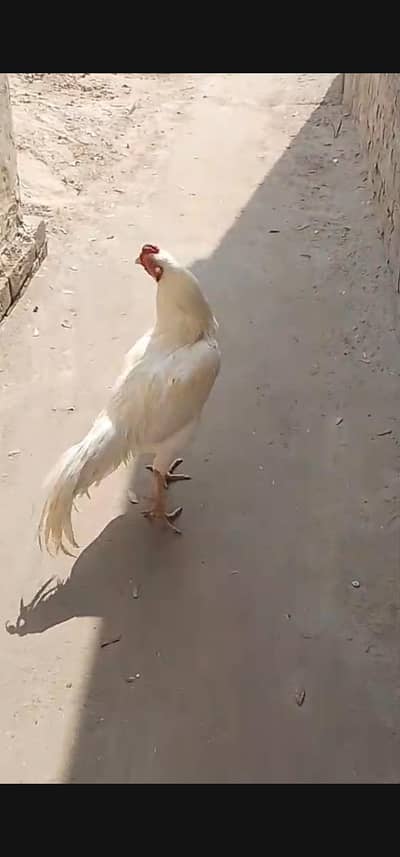 HEERA ASEEL PAIR FOR Sale