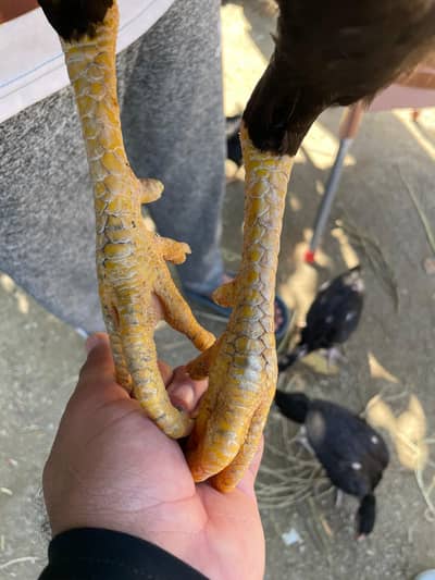 pure mianwali | Aseel bengum mushki | high quality| breeder pair |