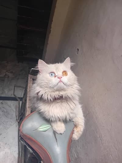 Persian cat oddeyes 3coat