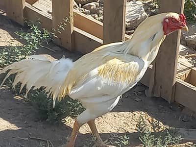 Aseel Patha white Tayar