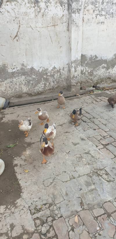 Ducks pairs for sale