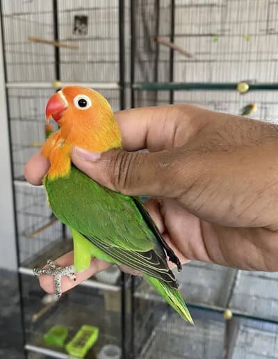 Split Ino Heathy and active MASHALLAH