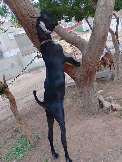 01 Katchan Breeder freshly near to be 2 teeth