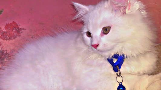 Pure Paper White Persian Cat