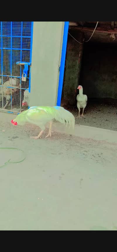 Pair HEERA ASEEL BOSKA FOR SALE