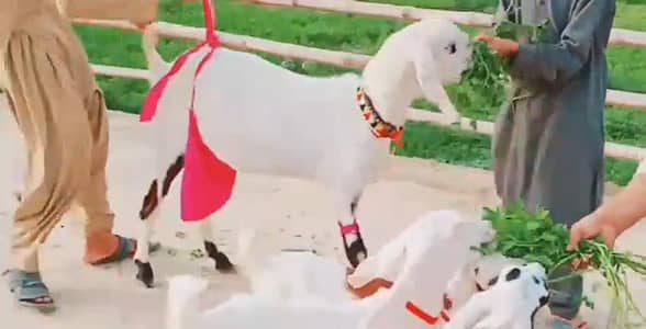 teen bacchon wali gulabi bakri for sale call on 03348310322