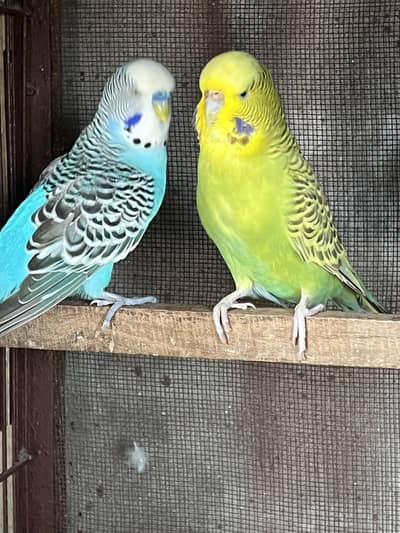 Breeder Pairs Available