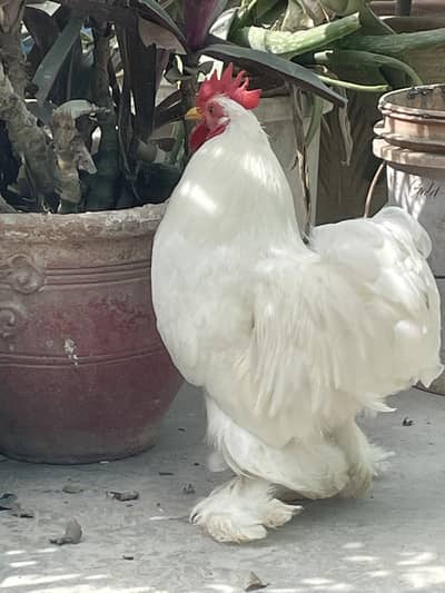 Bantam Japanese