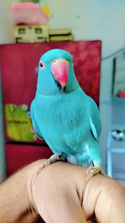 Ringnick blue 03171482760