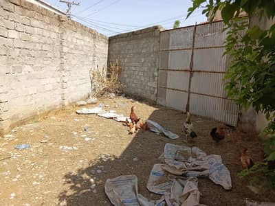 1 hen with 8 chick's ( 1 murghi or 8 chozay]