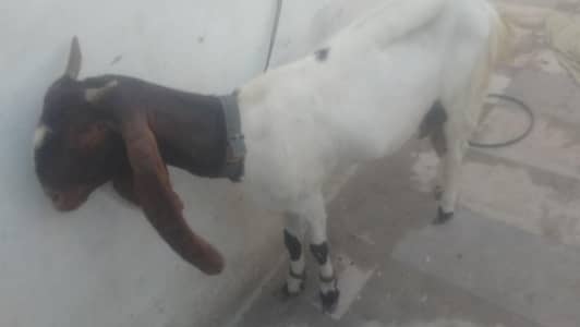 kamori pateri nasal danto ma 4 hai 500 gram sai 700gram 1 time