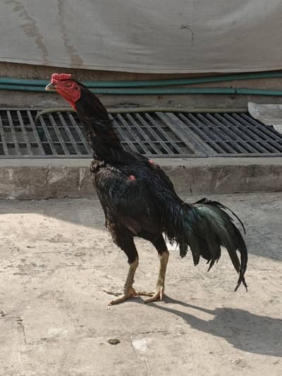 Panus Burmi cross Aseel patha imported murga