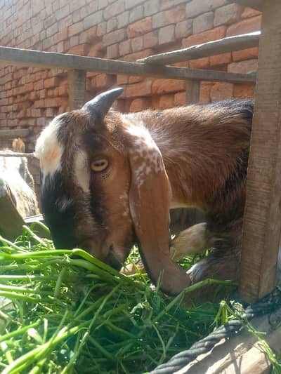 2 male for sale location bwp 22 pas